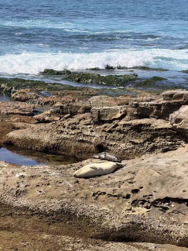 A seal asleep on the rocks at Children’s Pool, with waves behind it.